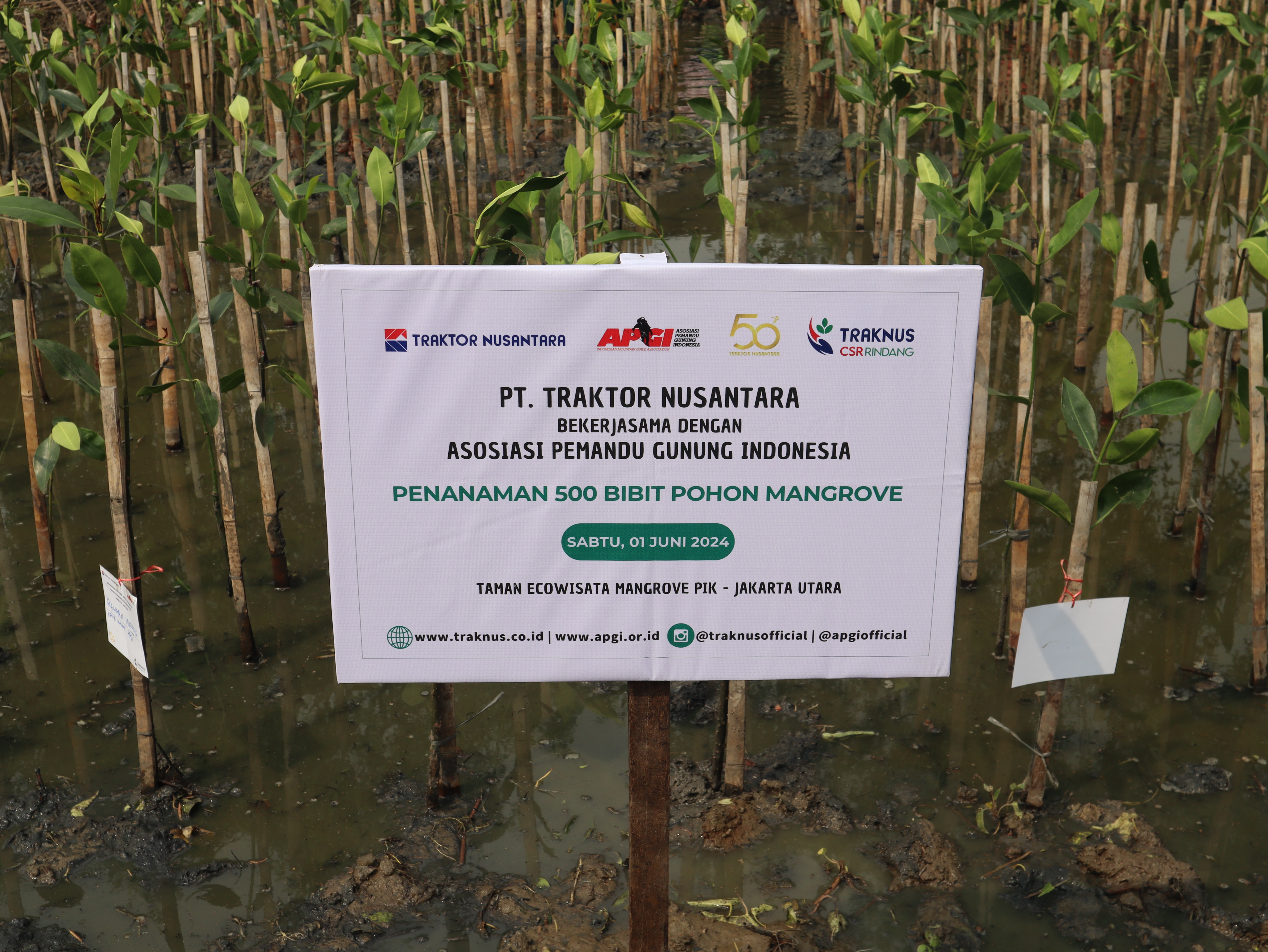 5. knews edisi w2 juni 2024 traknus tanam 500 bibit mangrove dukung hari lingkungan hidup sedunia